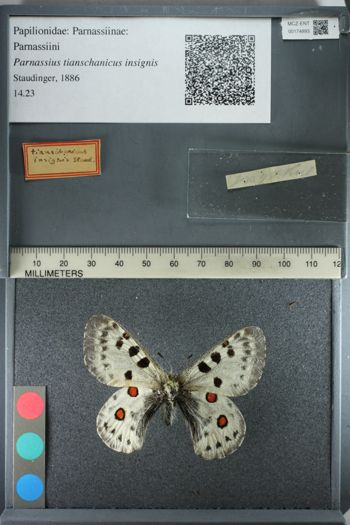 Media type: image;   Entomology 174893